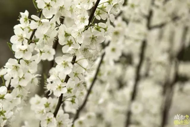 半个月后成都即将美翻全国，17处美景玩转整个春天！