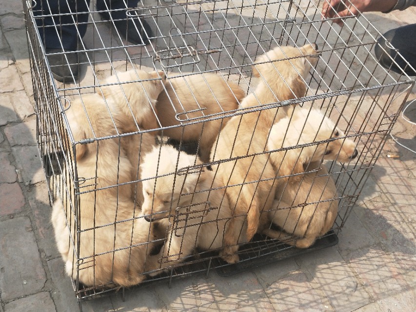 开封狗市抓狗视频,开封狗市拉布拉多和金毛的视频