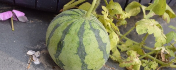 大棚8424西瓜种植相关视频,大棚种植8424西瓜亩产多少斤