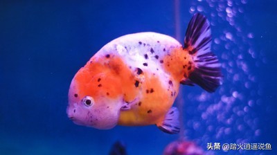 兰寿养好的关键,头肉对身体不好吗