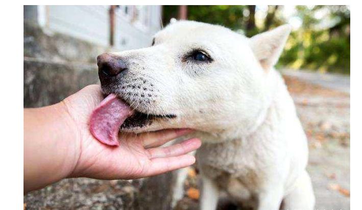 狗狗为啥老是舔自己大腿内侧的毛,狗狗总是舔自己的小揪揪是为什么