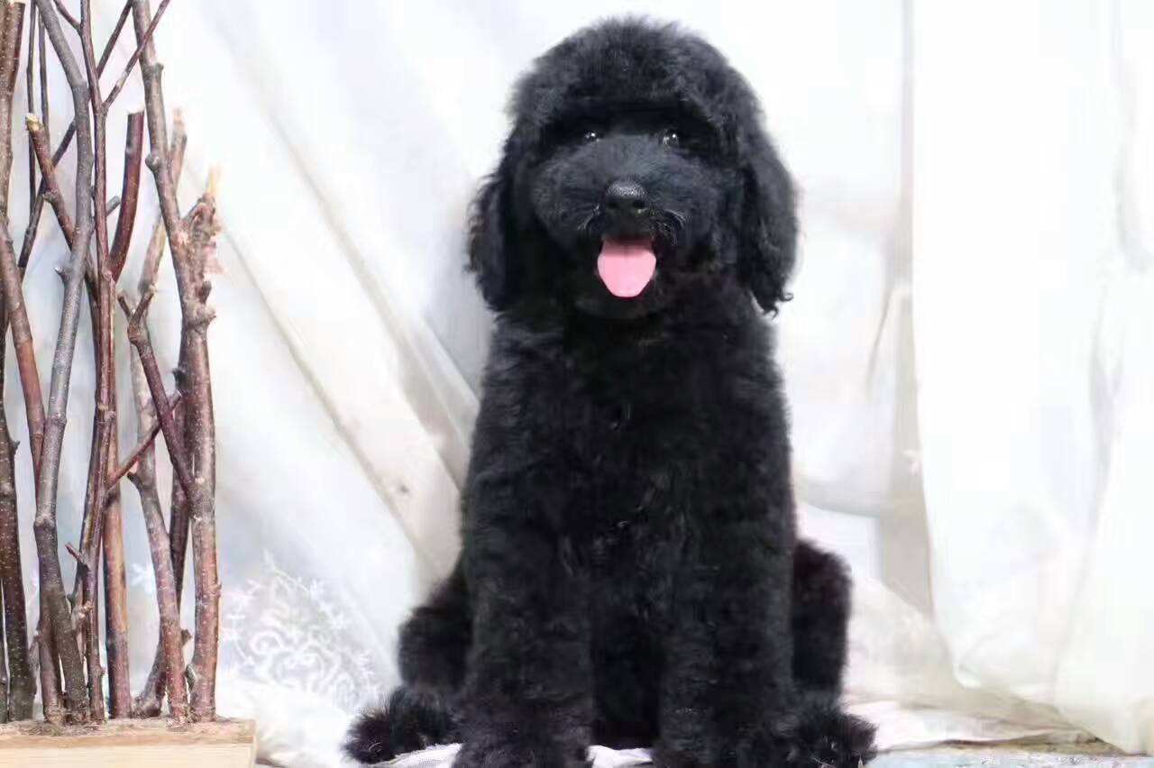 标准贵宾犬和巨型贵宾犬,巨型贵宾犬属于大型犬吗