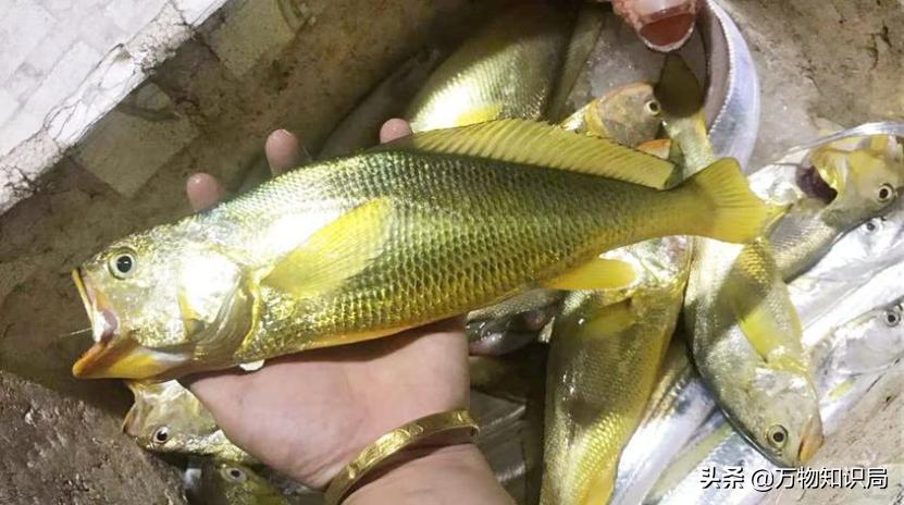 从喂鸡喂鸭到一条11万,我国狠心流放30年,为何还救不起一条鱼?