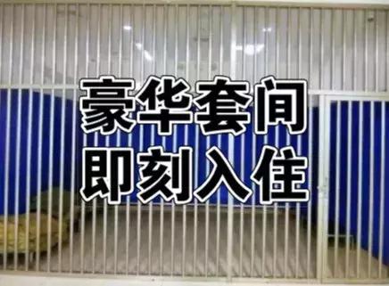 铁骑“快闪”查酒驾，昨晚17只“醉猫”落网！今晚免费“送代驾”！