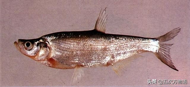 松花江名鱼三花五罗十八子,三花五罗十八子鳇鱼