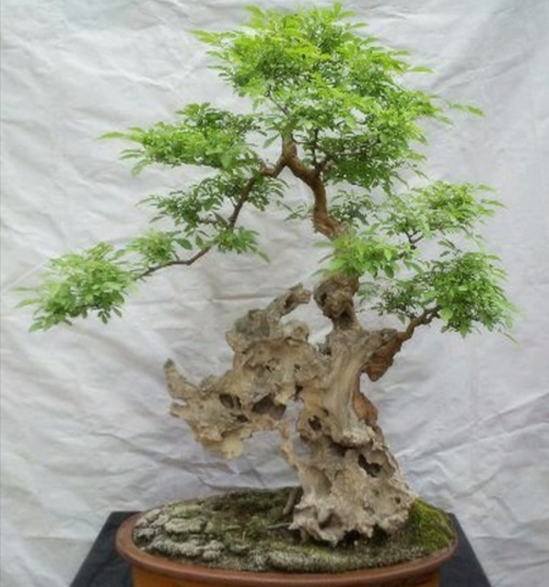 适合家庭养殖的盆景树,荆树疙瘩盆景如何造型