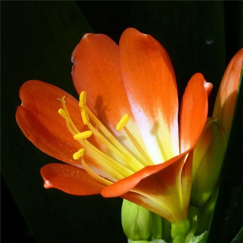 2019真实鲜花图片,2023鲜花爆款图文