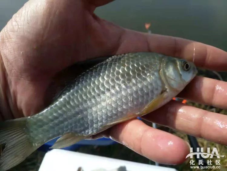 化氏不空军糊味,化氏不空军谁代工的