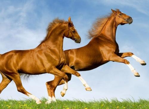 中国每年吃多少马肉,全球每年宰杀近470万匹马马肉