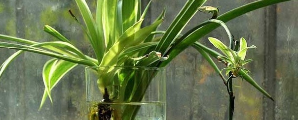 水培金边吊兰怎么养,水培吊兰的养殖方法和技巧