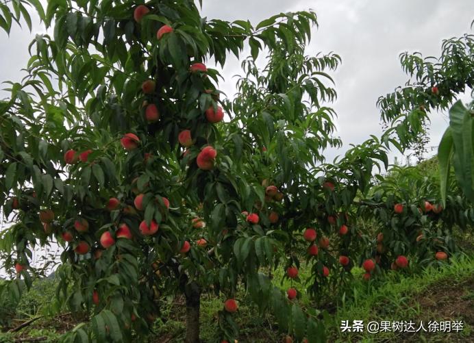 想要果树长好怎么管理,修剪时如何区分桃树的果芽和叶芽