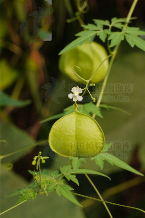 三角形灯笼,三角灯笼四角灯笼