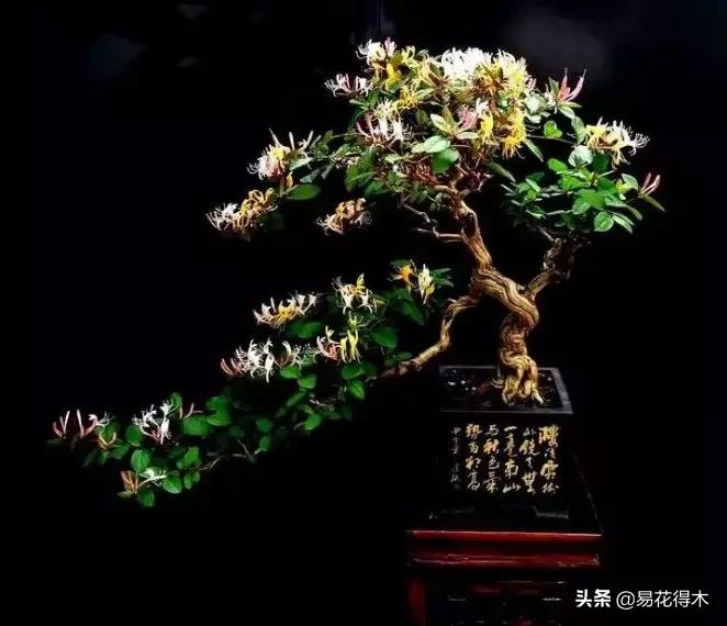 金银花黄叶子有黑斑是怎么回事,金银花现在发黄是啥原因