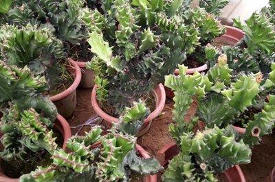 养玉麒麟的正确方法,玉麒麟四季常青