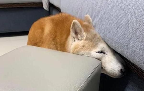 柴犬狗狗真的是通人性的,狗狗柴犬有多可爱呢