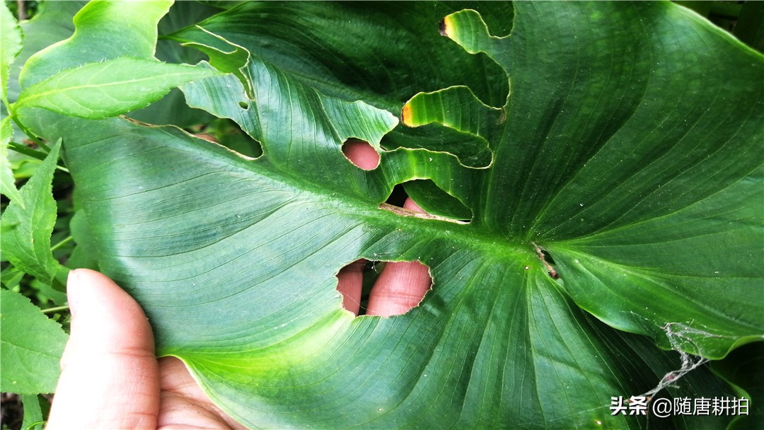 马蹄莲花的种植方法视频,盆栽马蹄莲花期过后怎么养殖