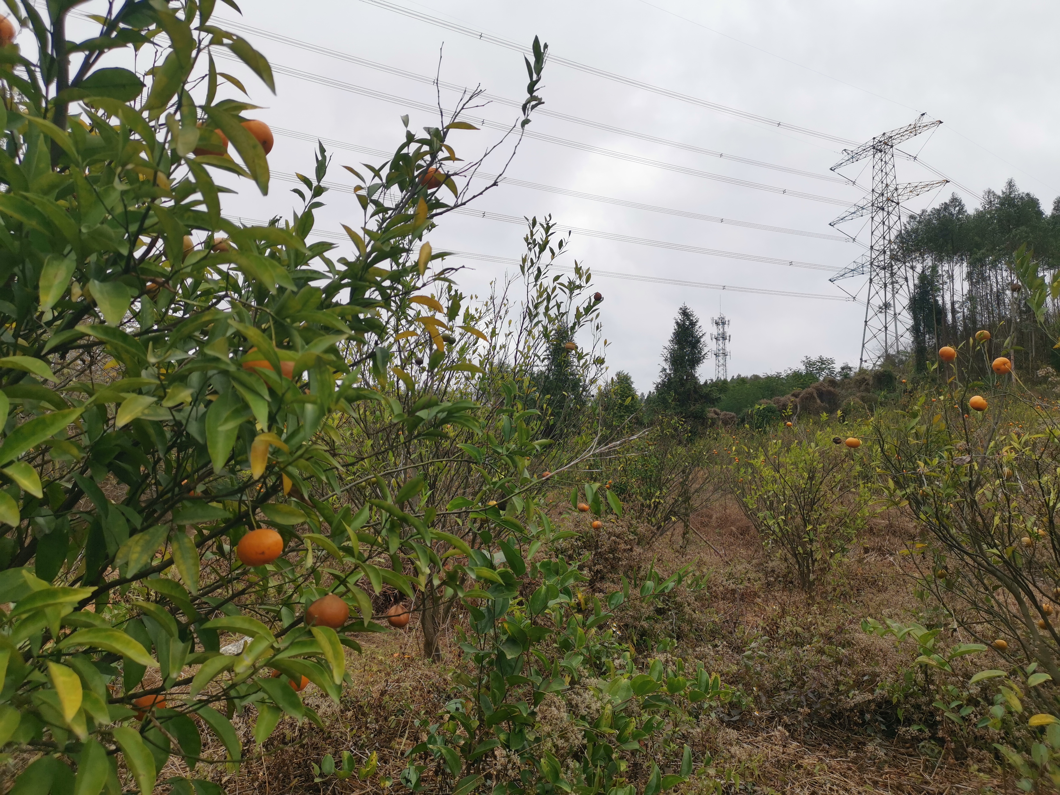 广东罗浮山民宿旅游攻略,罗浮山风景区民宿酒店推荐