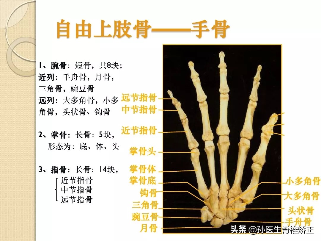 人体解剖学骨骼学思维导图,人体骨骼解剖学纪录片
