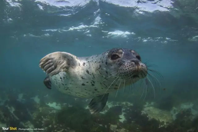 它土圆肥,却是出了名的网红
