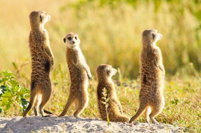 狐獴为什么只有女王有繁殖的权利,心狠手辣的狐獴