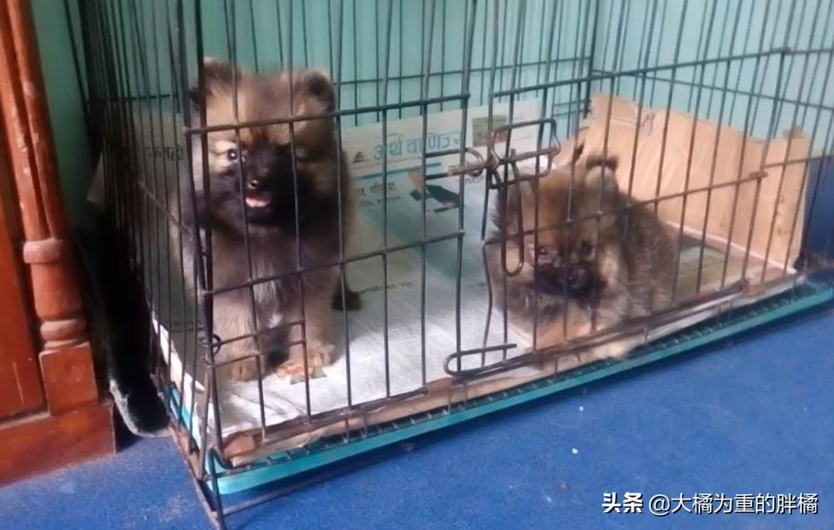 博美为啥脾气暴躁爱咬人,博美性格暴躁吗