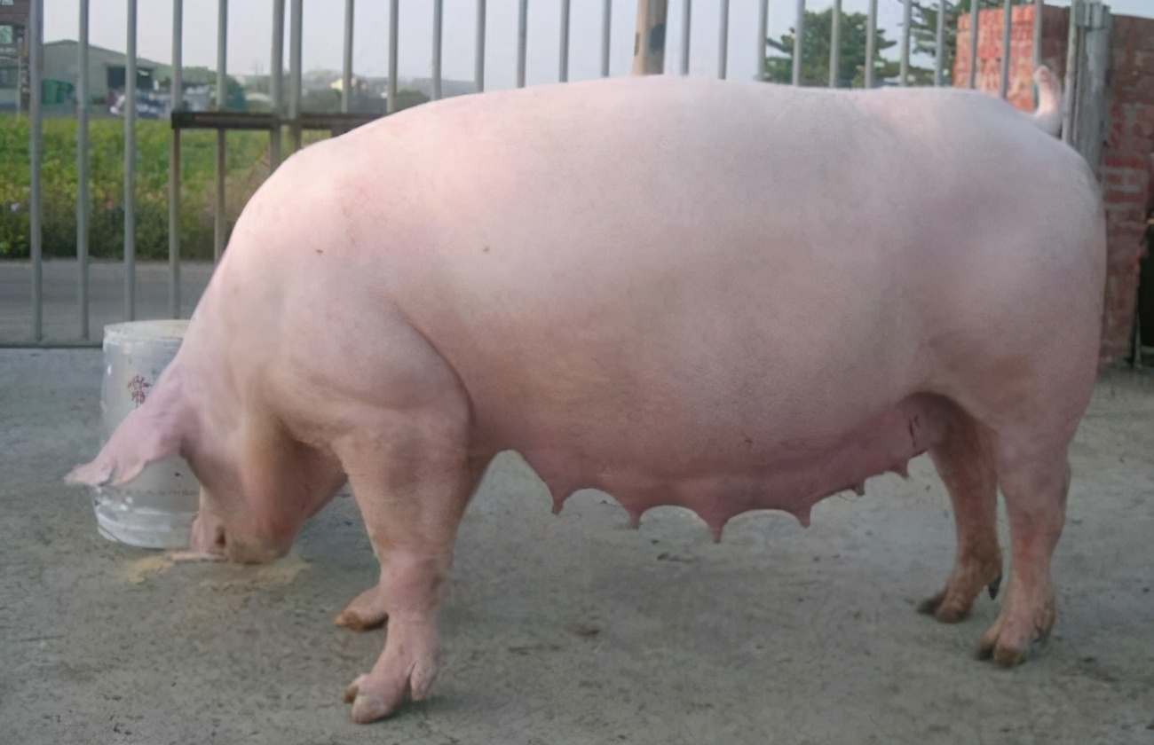 后备母猪不发情怎么治,后备母猪不发情的原因