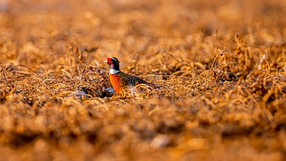 eos90d拍风景参数,eos90d使用教程