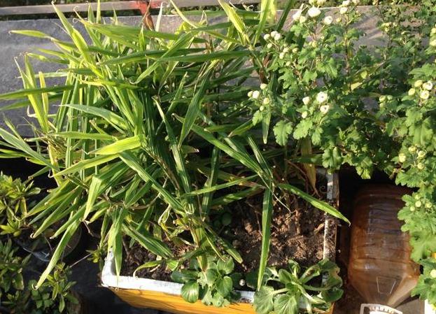 怎样让姜快速发芽做盆栽,盆栽植物姜