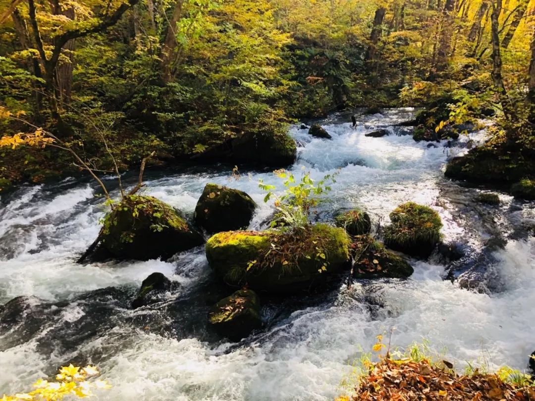 留学生放宽签证条件,赴日签证2024