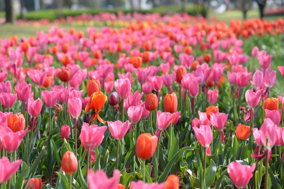 三月弥勒什么地方可以赏花,弥勒3月赏花攻略