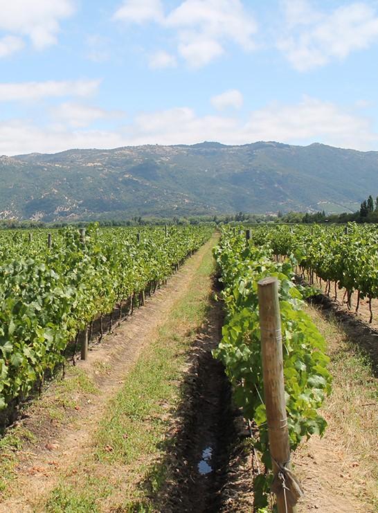 太阳峰酒庄智利名庄,智利寇塔酒庄
