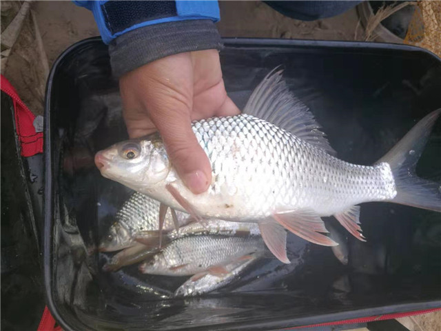 野钓鲮鱼调漂最佳方法,钓鲮鱼台钓调漂的正确方法