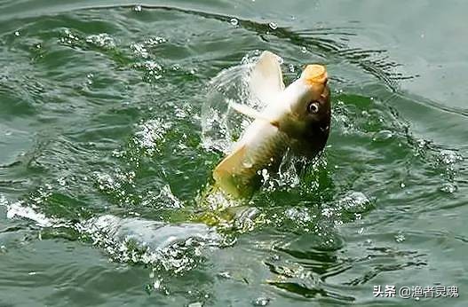 一个细节因素，“黑坑”3500斤鱼、258票、七场连续上岸