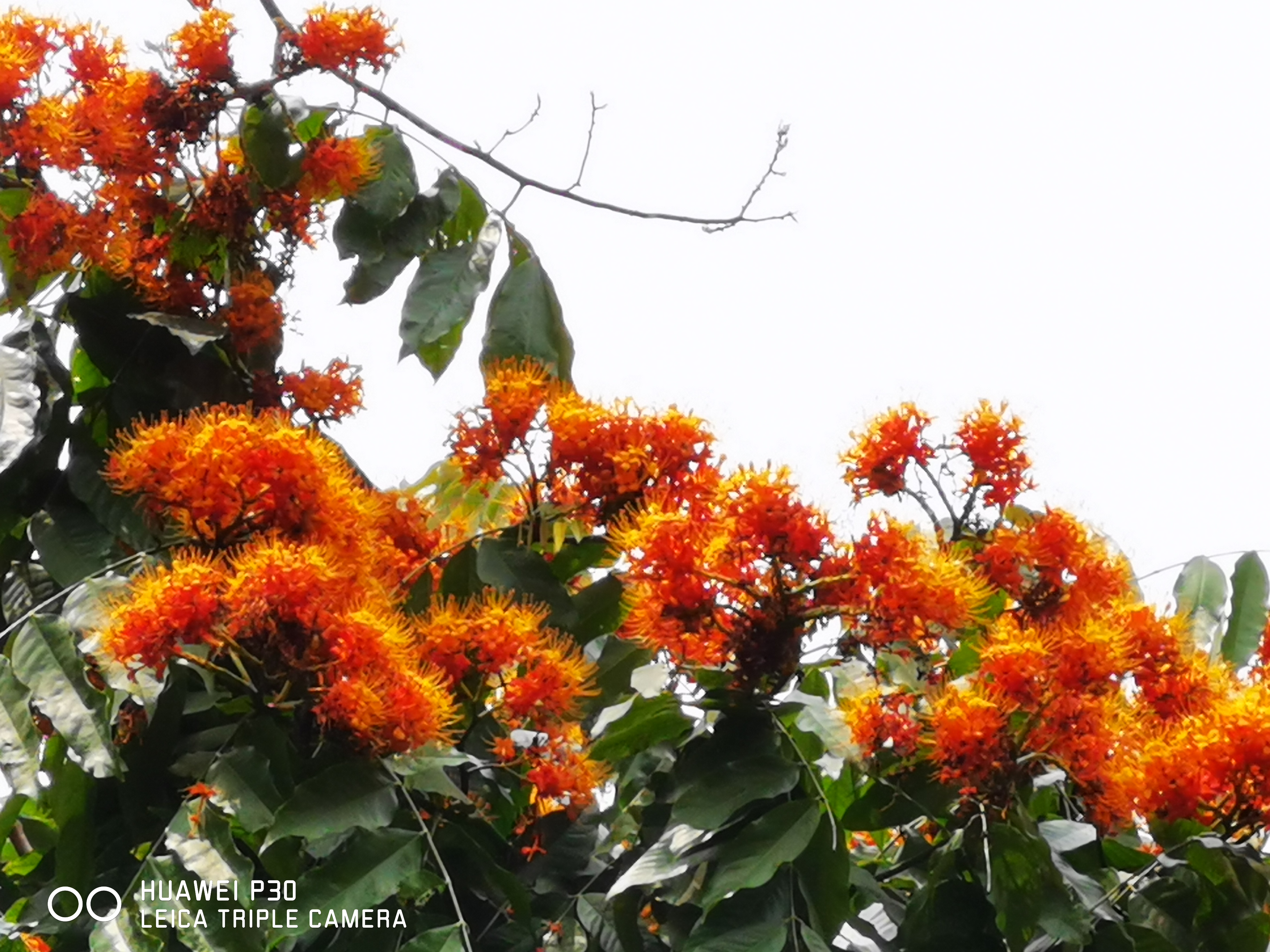中国无忧花图片,中国无忧花树