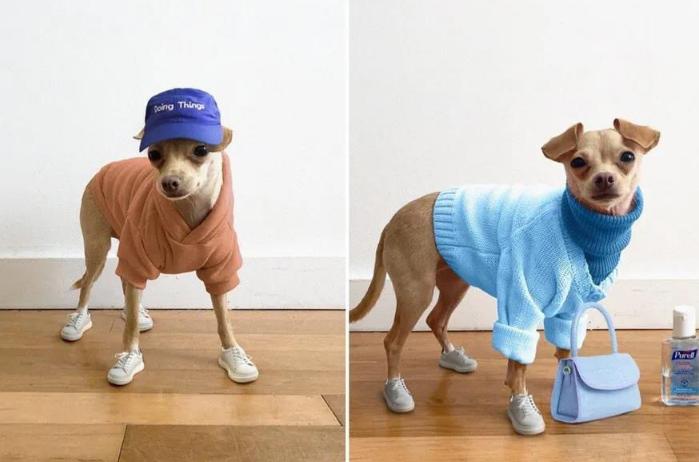 还在自嘲单身狗？快醒一醒！看看汪星人都拥有LV限量款了