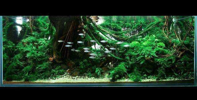 鱼缸造景师有前途吗,水族造景师