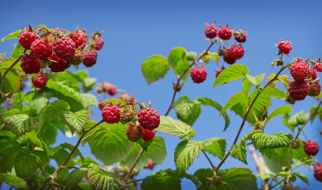 盆栽观果植物有哪些,观果植物具备哪些特征