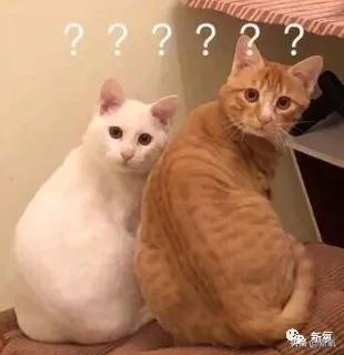 5分钟换头术视频,3分钟隆鼻是什么技术