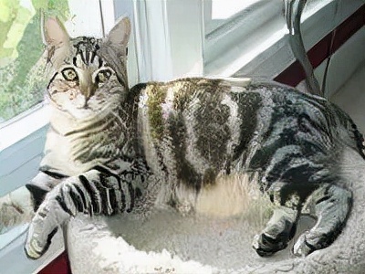 长着胡子的猫咪什么品种,有胡子的猫咪是哪种猫