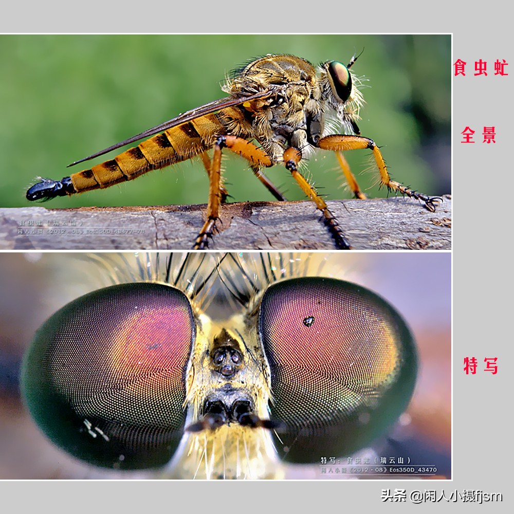 微距和一般摄影有什么区别,摄影写实和写意的区别