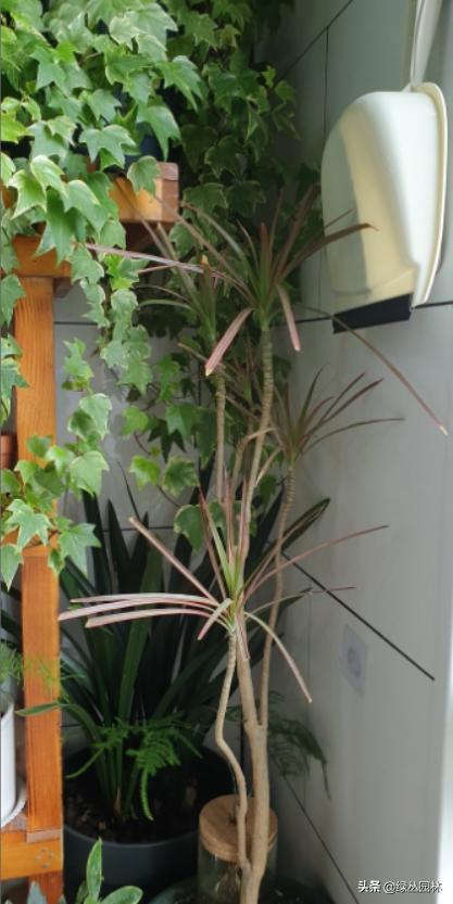 武汉养花技术哪里培训,北京养花小技巧