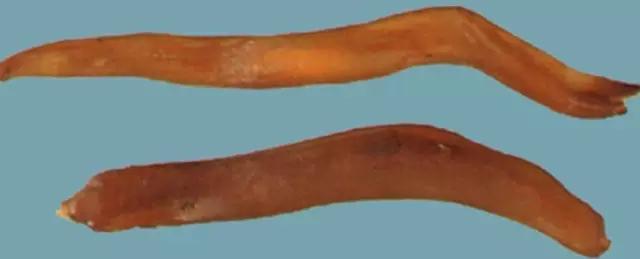 中医分享中药天冬,中药天冬的歌诀