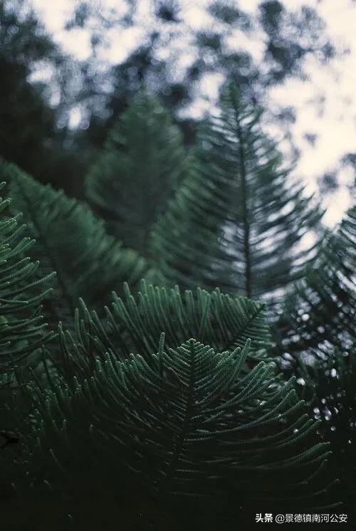 不觉夏已深故人相念否感言,忽觉夏已深诗句