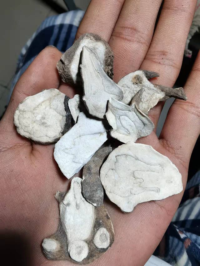 真正的江油附子,江油附子的功效