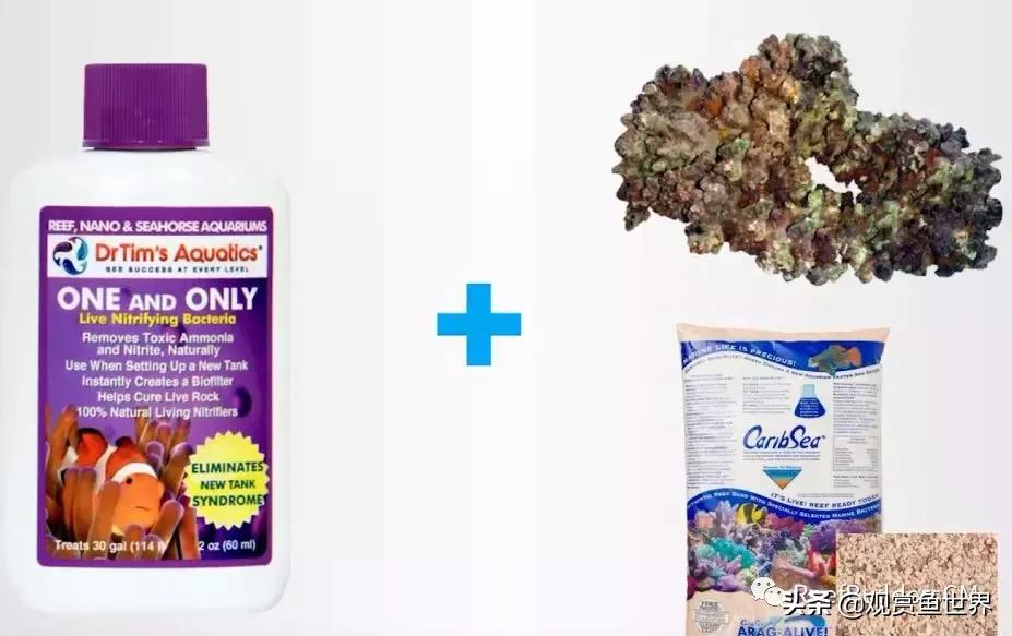 鱼缸硝化细菌培养期间能喂鱼吗,鱼缸培养硝化细菌鱼停止喂食吗