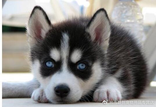 两个月的狗狗拉软便能打疫苗吗,狗狗最近一直软便怎么治疗