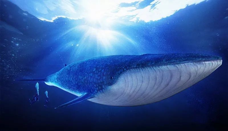 蓝鲸是最大的鲸类,世界上最大的蓝鲸动物