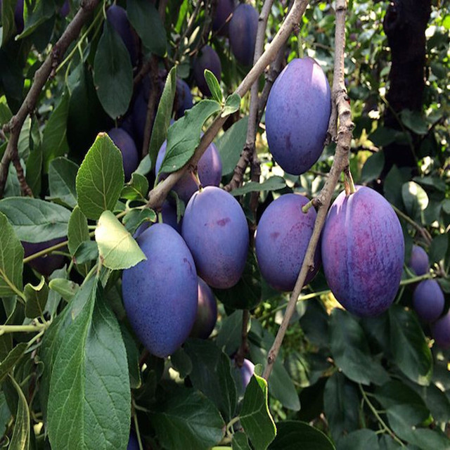 恐龙蛋李子的种植方法,恐龙蛋李子高产栽培技术