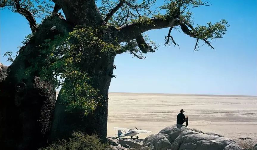 李世民栽的银杏树的价值,1400年李世民亲手栽的银杏树图