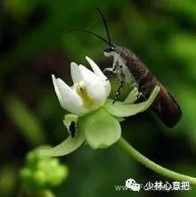 中药药材大全及功效,补肾中药大全及功效